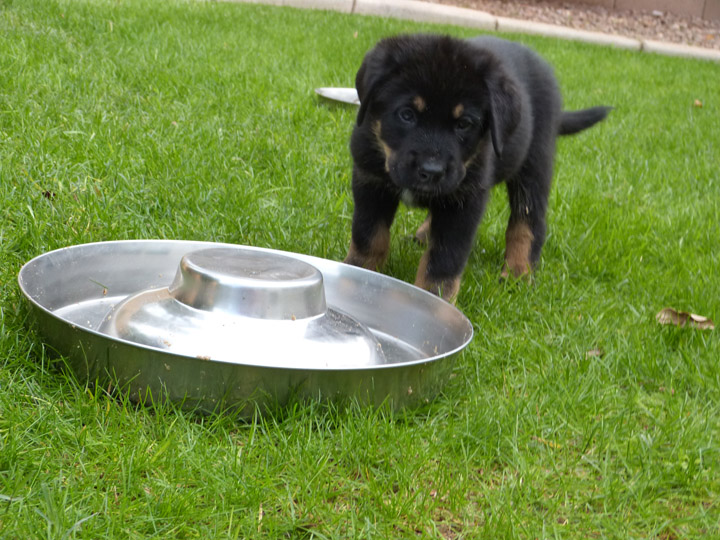 chinook dog